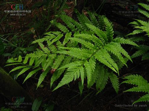 狗金生|狗脊（乌毛蕨科狗脊属植物）